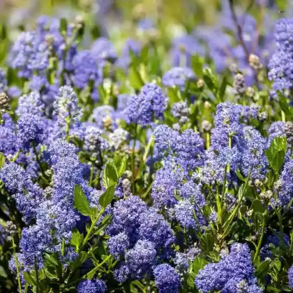 Foto von Sankt-Barbaras-Säckelblume (Ceanothus impressus)