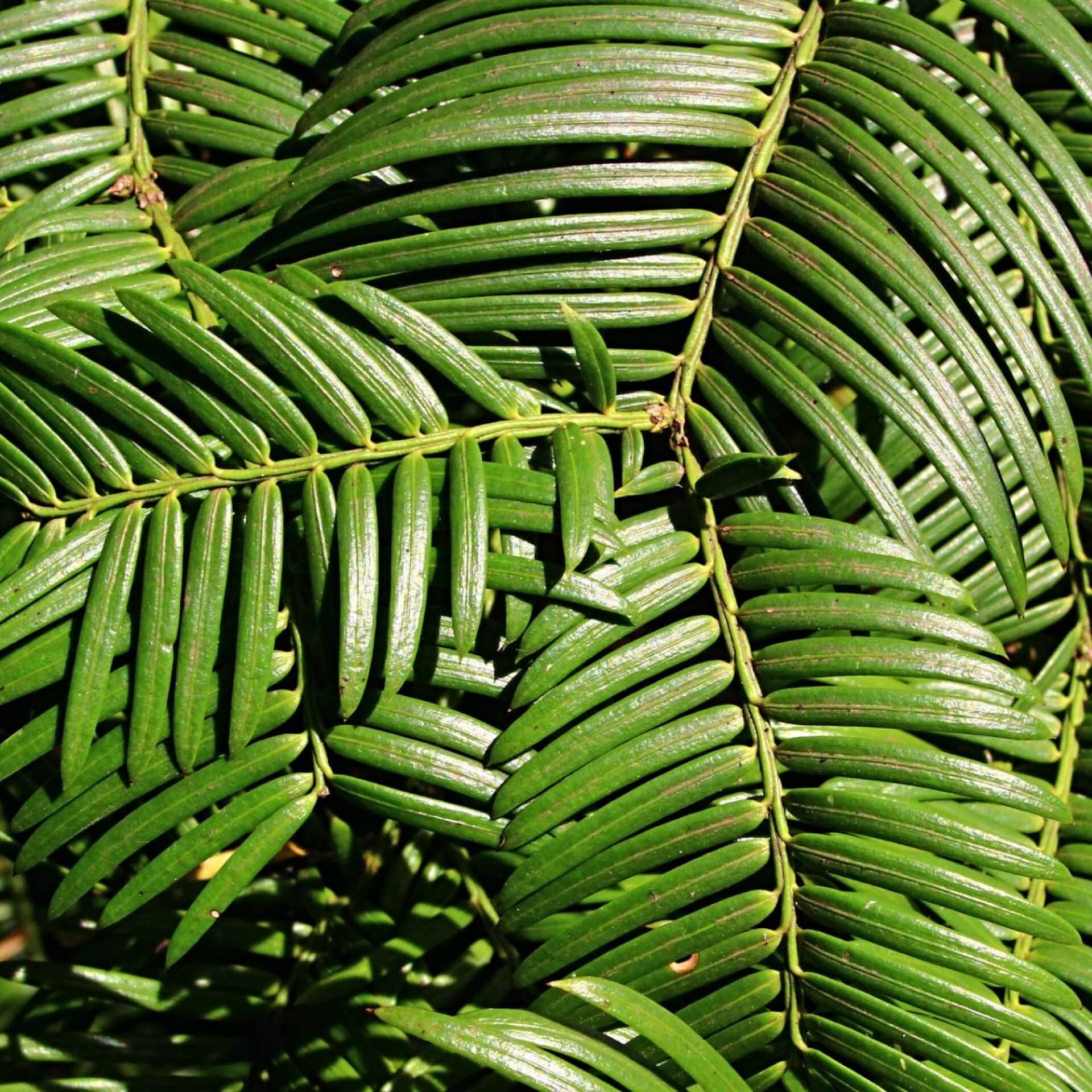 Japanische Kopfeibe (Cephalotaxus harringtonii)