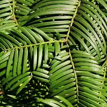 Foto von Japanische Kopfeibe (Cephalotaxus harringtonii)