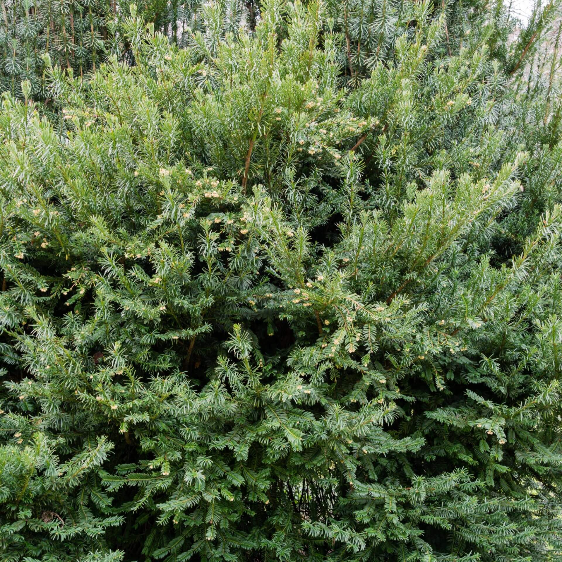 Harringtons Kopfeibe (Cephalotaxus harringtonia)