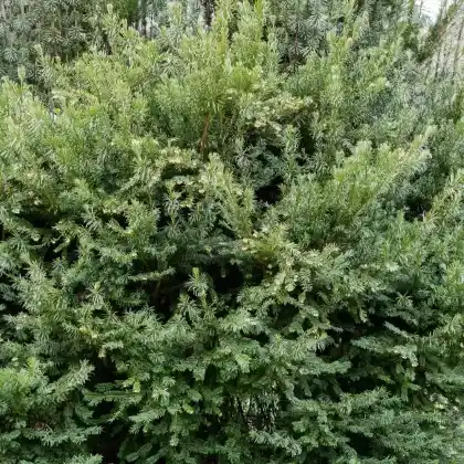 Foto von Harringtons Kopfeibe (Cephalotaxus harringtonia)