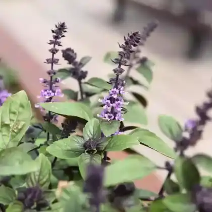 Foto von Basilikum 'Magic Blue' (Ocimum basilicum 'Magic Blue')