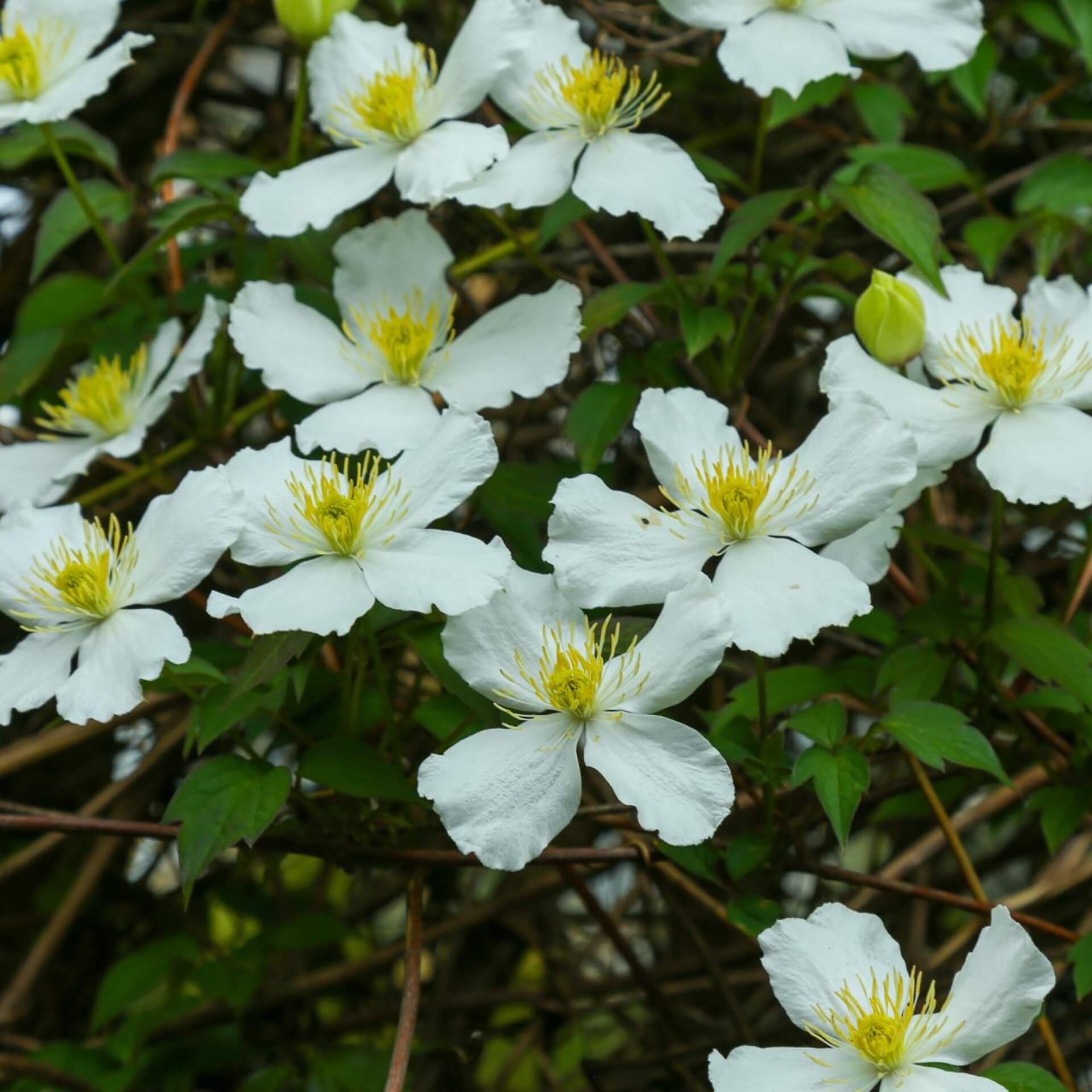 Armands Waldrebe (Clematis armandii)