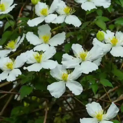 Foto von Armands Waldrebe (Clematis armandii)