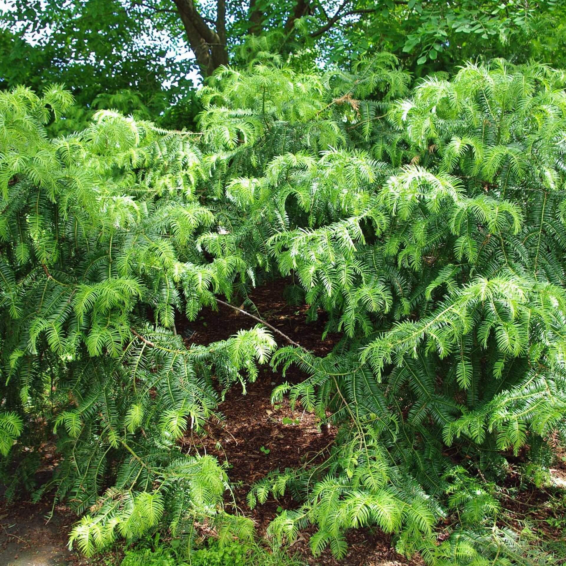 Chinesische Kopfeibe (Cephalotaxus sinensis)