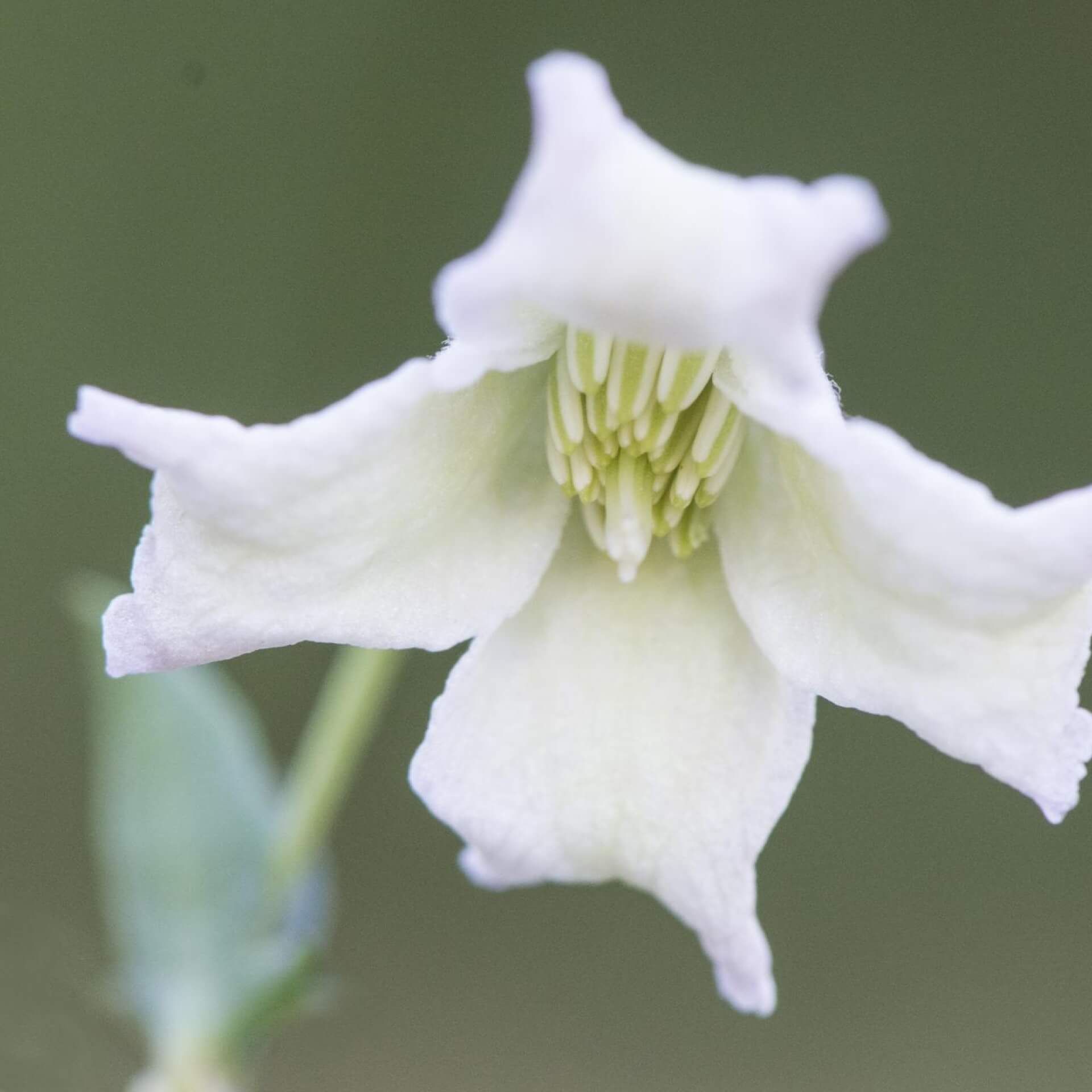 Glockenbütige Waldrebe (Clematis campaniflora)