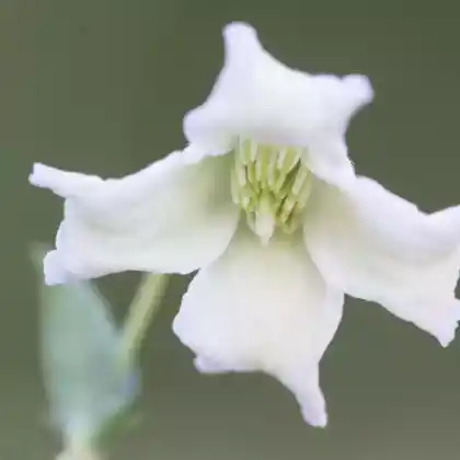 Foto von Glockenbütige Waldrebe (Clematis campaniflora)