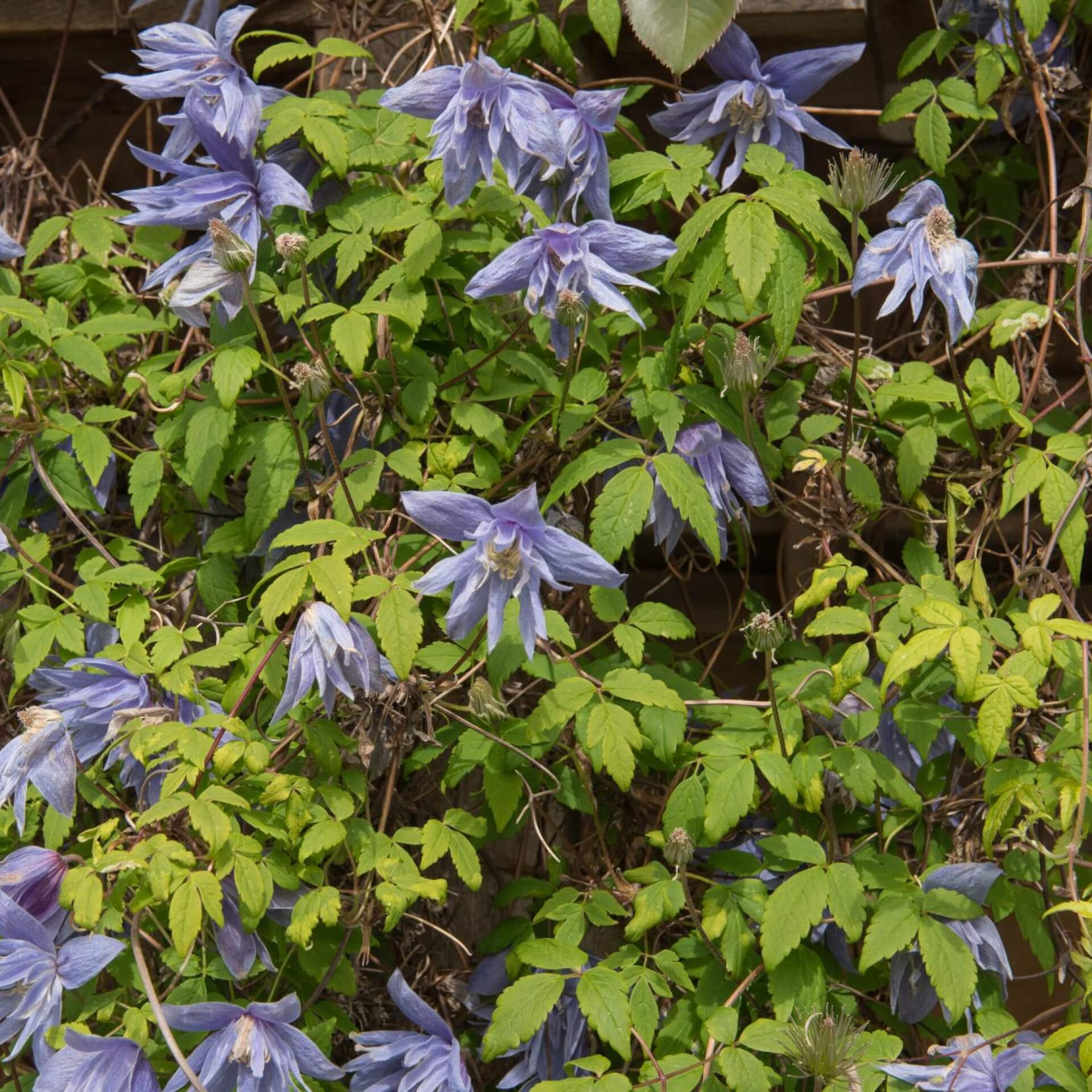 Großblumige Waldrebe (Clematis macropetala)