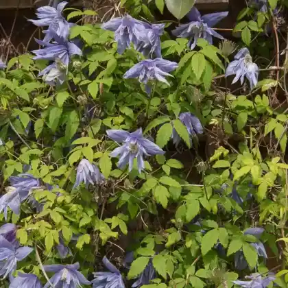 Foto von Großblumige Waldrebe (Clematis macropetala)