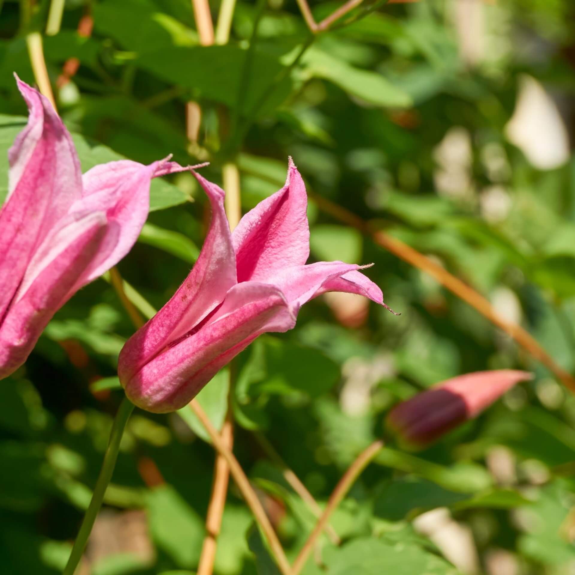 Texas-Waldrebe (Clematis texensis)