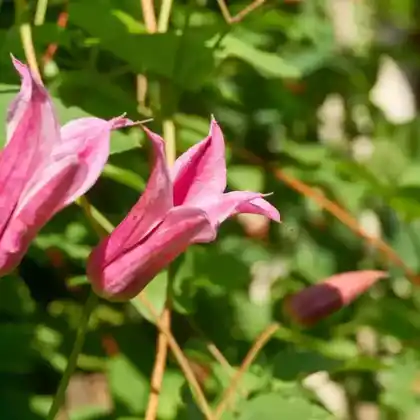 Foto von Texas-Waldrebe (Clematis texensis)