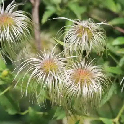 Foto von Tibet-Clematis (Clematis tibetana)
