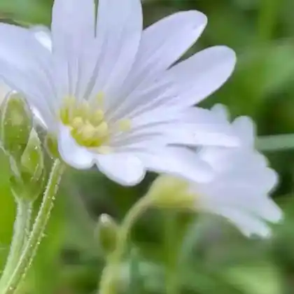 Foto von Acker-Hornkraut (Cerastium arvense)
