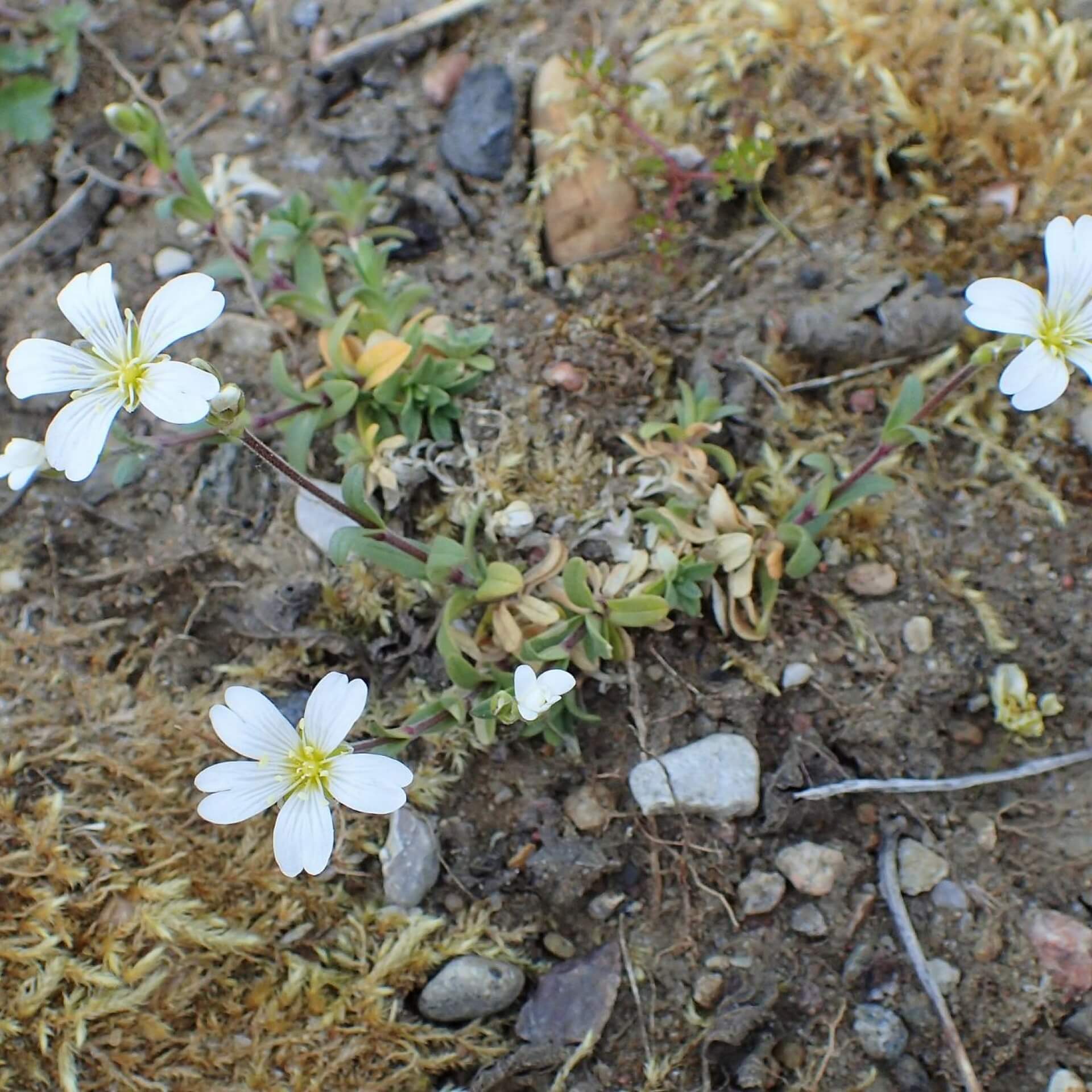 Acker-Hornkraut (Cerastium arvense)