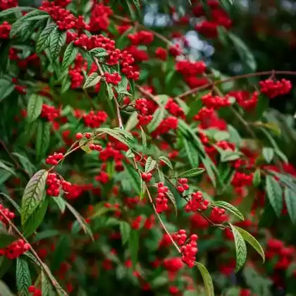 Foto von Wintergrüne Strauchmispel (Cotoneaster watereri)