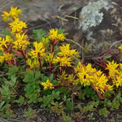 Foto von Gedrängte Mittagsblume (Delosperma congestum)