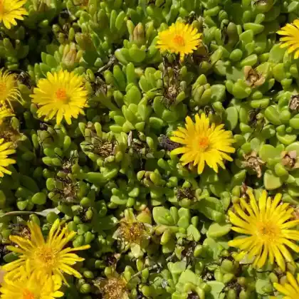 Foto von Lesotho Mittagsblume (Delosperma lineare)