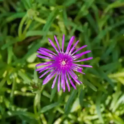Foto von Transvaal Mittagsblume (Delosperma sutherlandii)