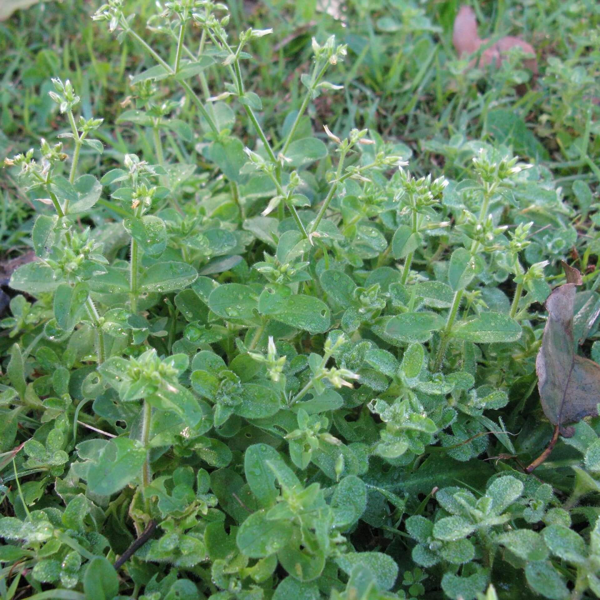 Knäuel-Hornkraut (Cerastium glomeratum)