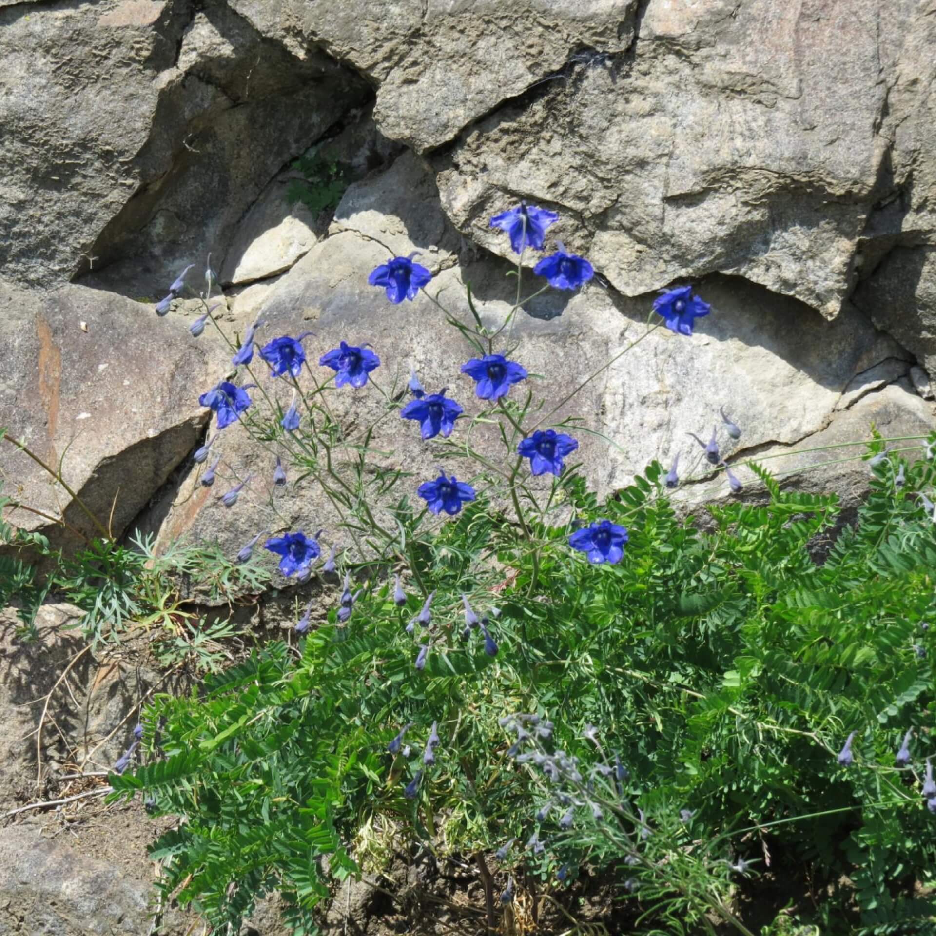 Großblütiger Rittersporn (Delphinium grandiflorum)