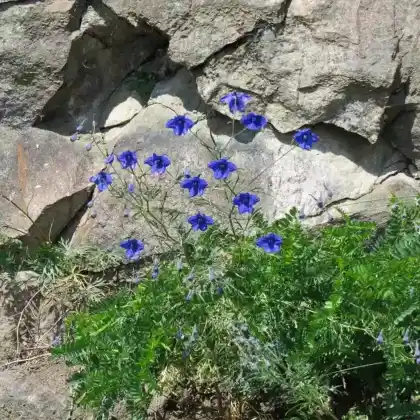 Foto von Großblütiger Rittersporn (Delphinium grandiflorum)