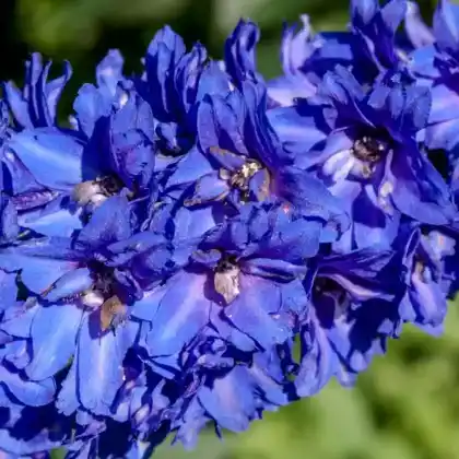 Foto von Englischer Garten-Rittersporn (Delphinium x cultorum)