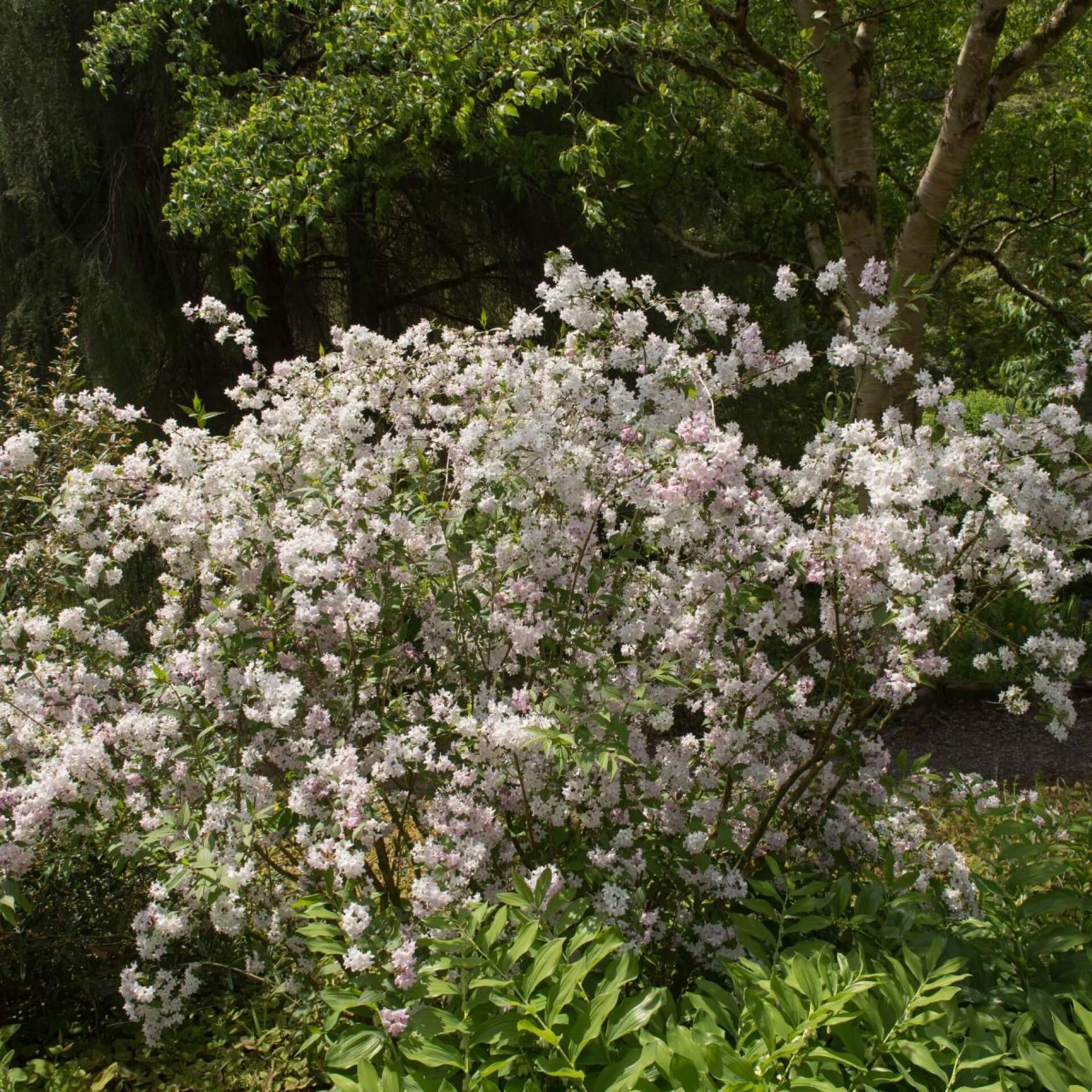 Niedriger Sternchenstrauch (Deutzia rosea)