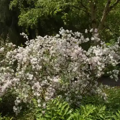 Foto von Niedriger Sternchenstrauch (Deutzia rosea)