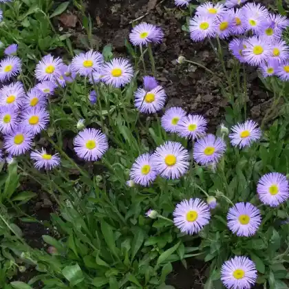 Foto von Prächtiges Berufkraut (Erigeron speciosus)