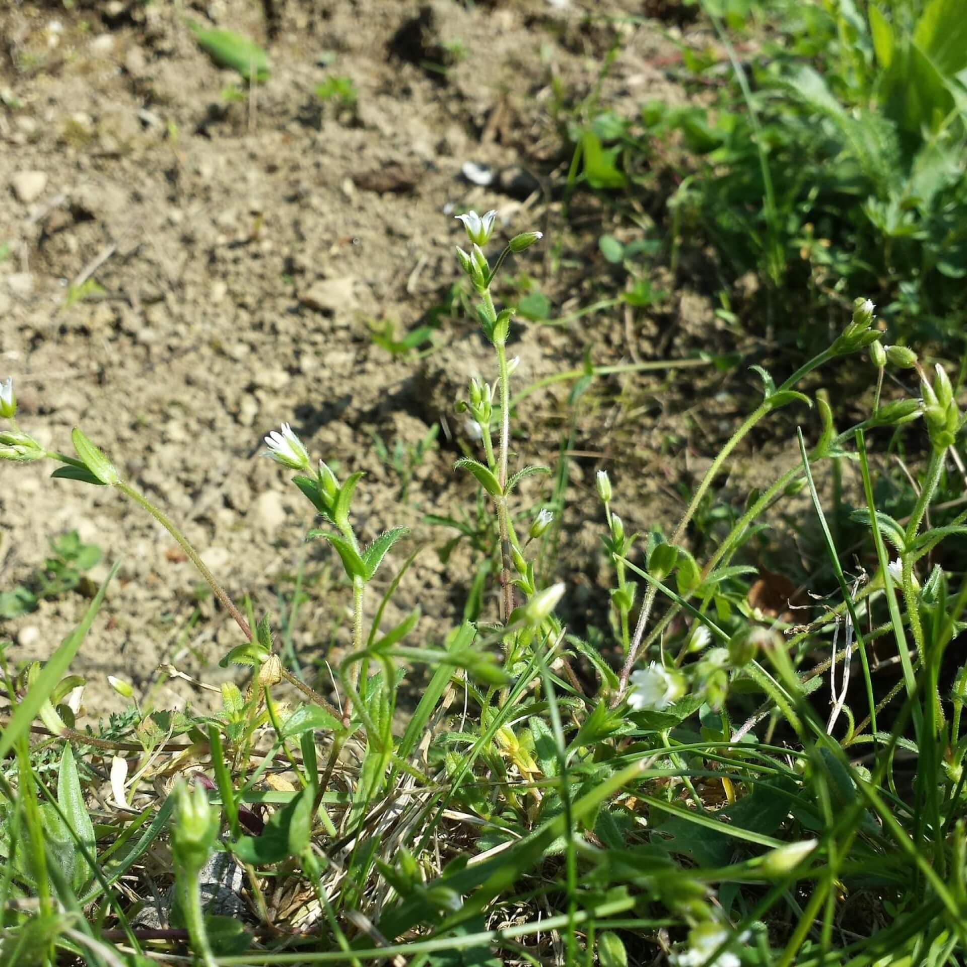 Quellen-Hornkraut (Cerastium holosteoides)