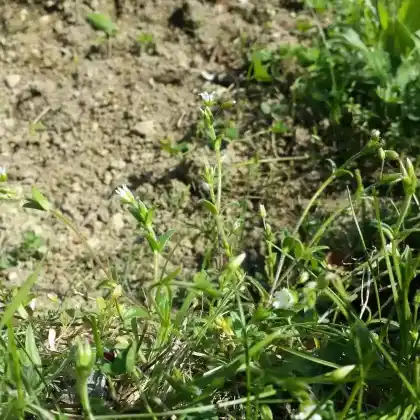 Foto von Quellen-Hornkraut (Cerastium holosteoides)