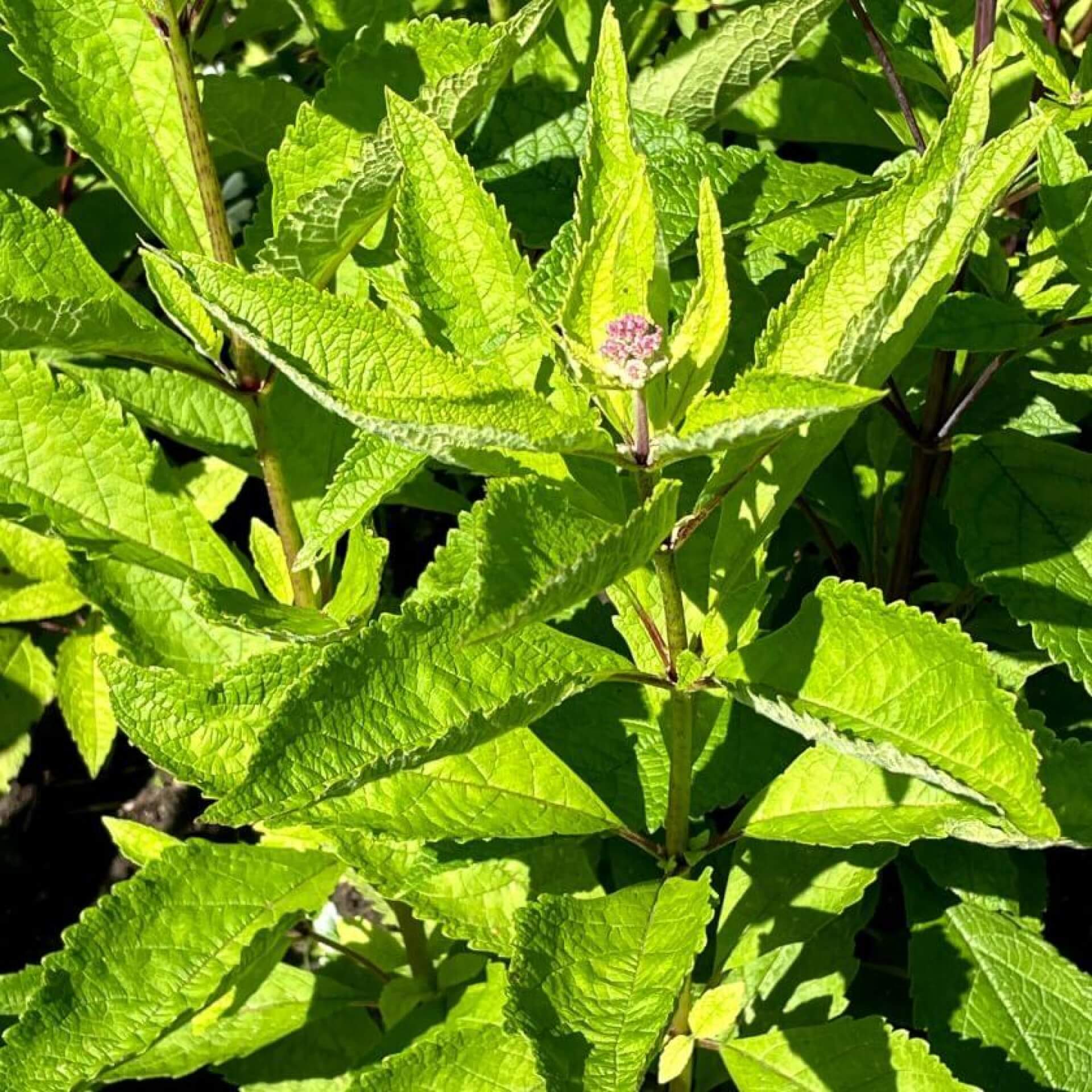 Durchwachsener Wasserdost (Eupatorium perfoliatum)