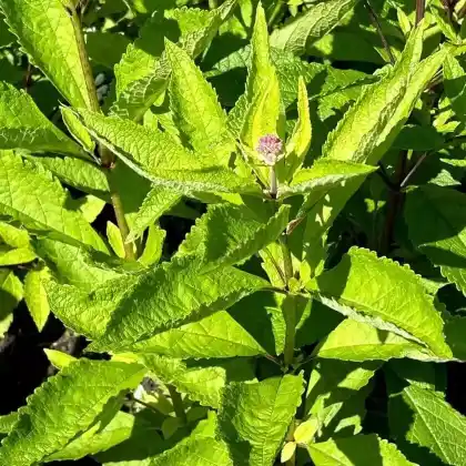 Foto von Durchwachsener Wasserdost (Eupatorium perfoliatum)