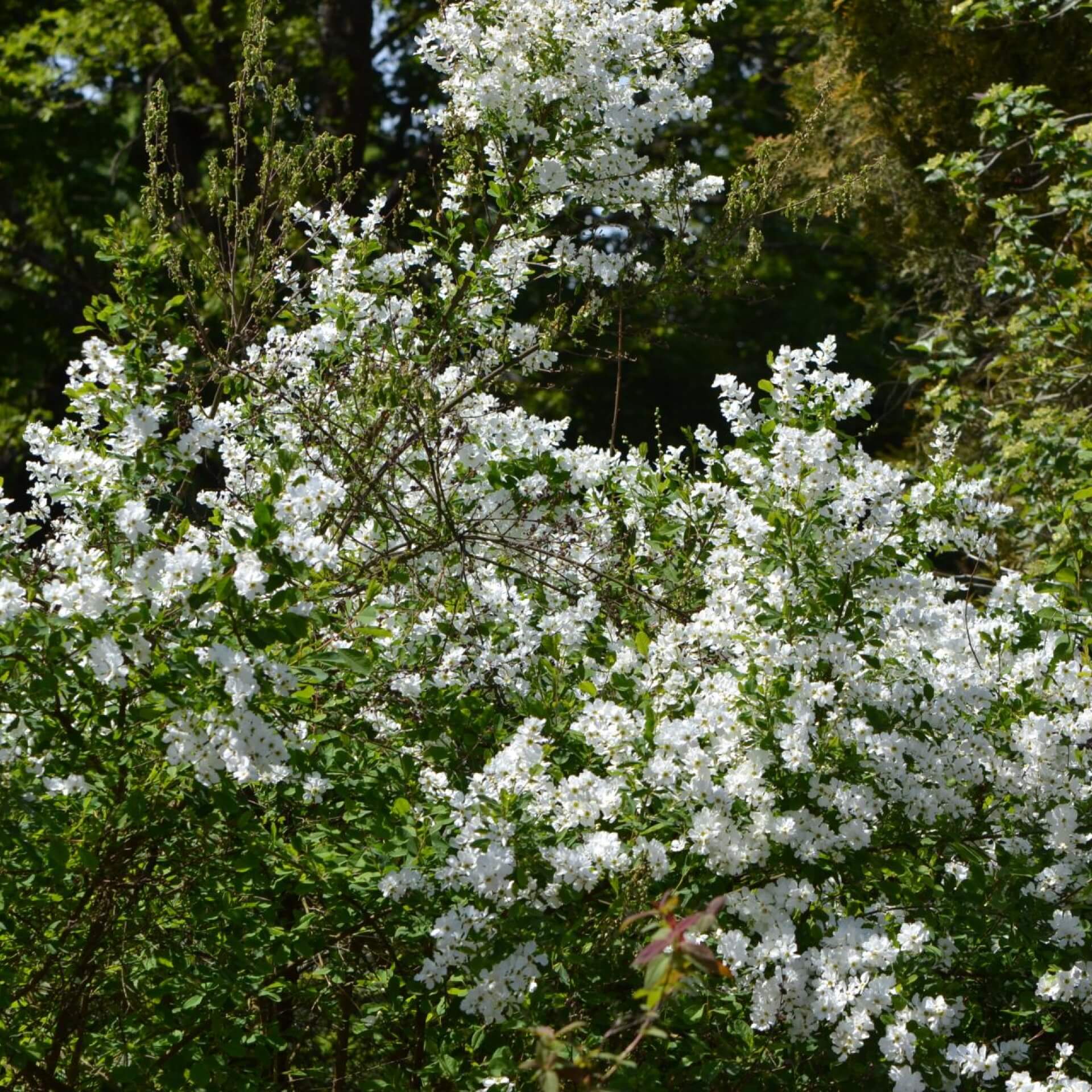 Sparrige Prunkspiere (Exochorda racemosa)