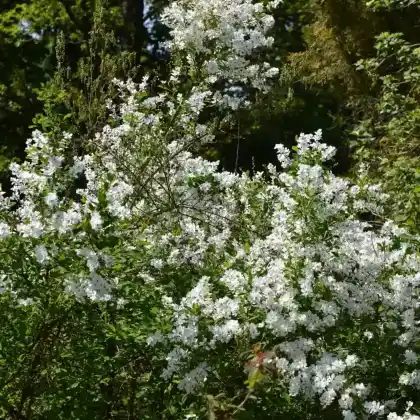 Foto von Sparrige Prunkspiere (Exochorda racemosa)
