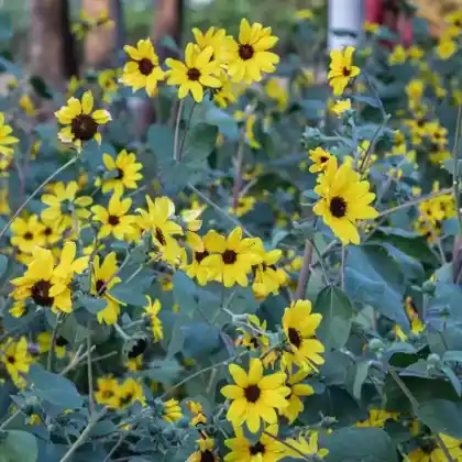 Foto von Japanischer Scheingoldkolben (Farfugium japonicum)