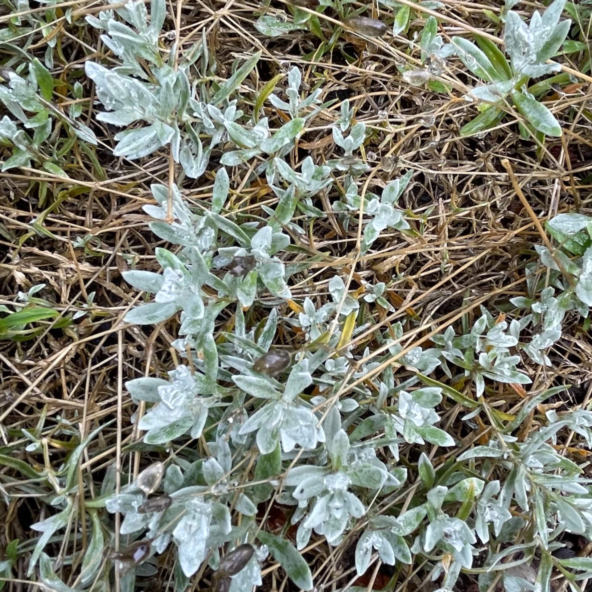 Niedriges Hornkraut (Cerastium tomentosum var. columnae)