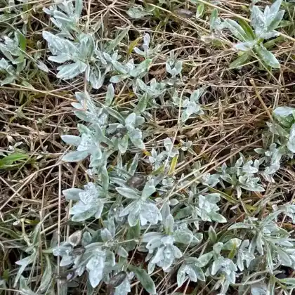 Foto von Niedriges Hornkraut (Cerastium tomentosum var. columnae)