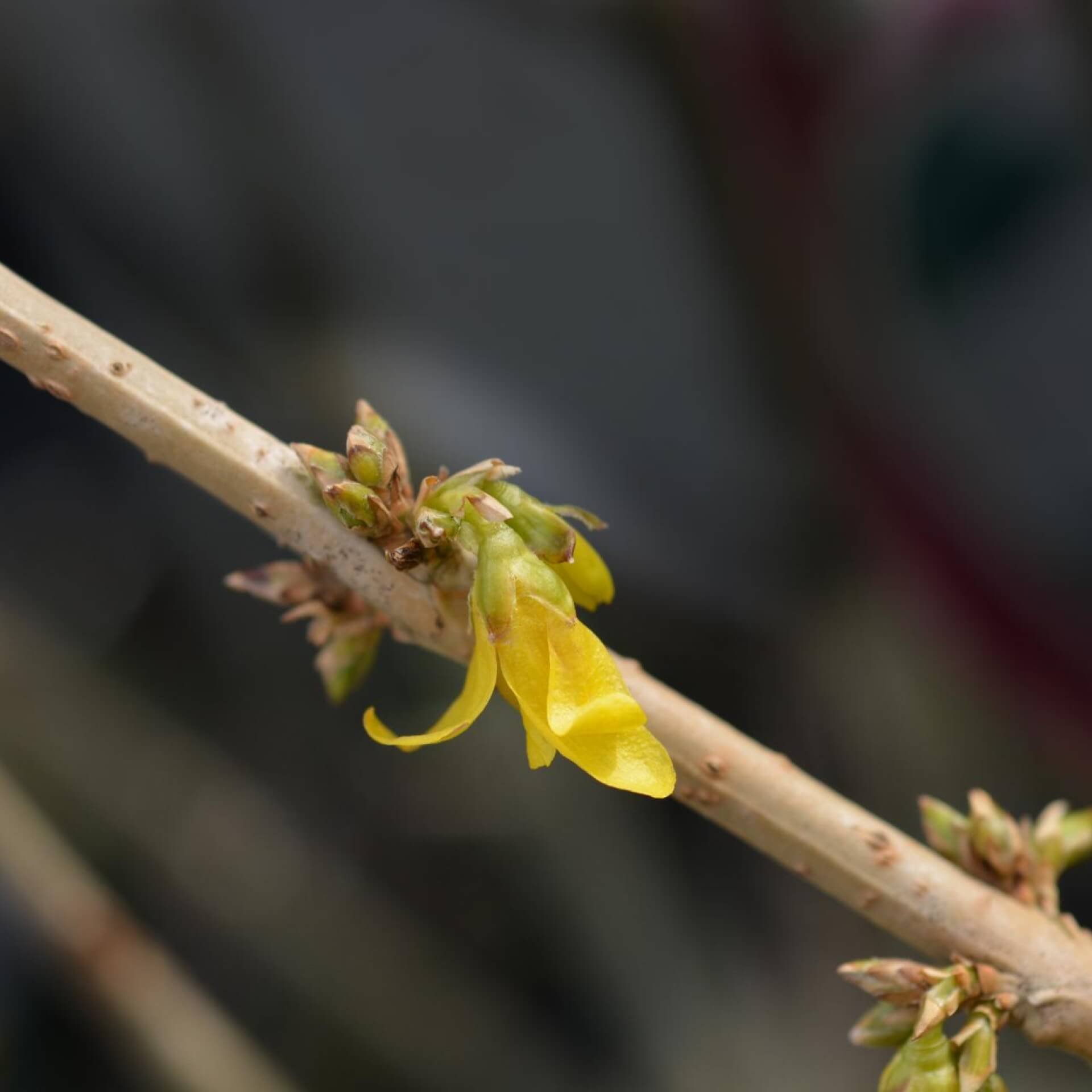 Forsythie 'Mikador' (Forsythia x intermedia 'Mikador')