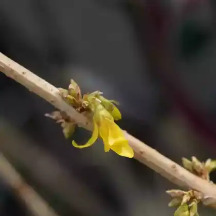 Foto von Forsythie 'Mikador' (Forsythia x intermedia 'Mikador')