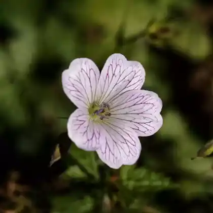 Foto von Veränderlicher Storchschnabel (Geranium versicolor)