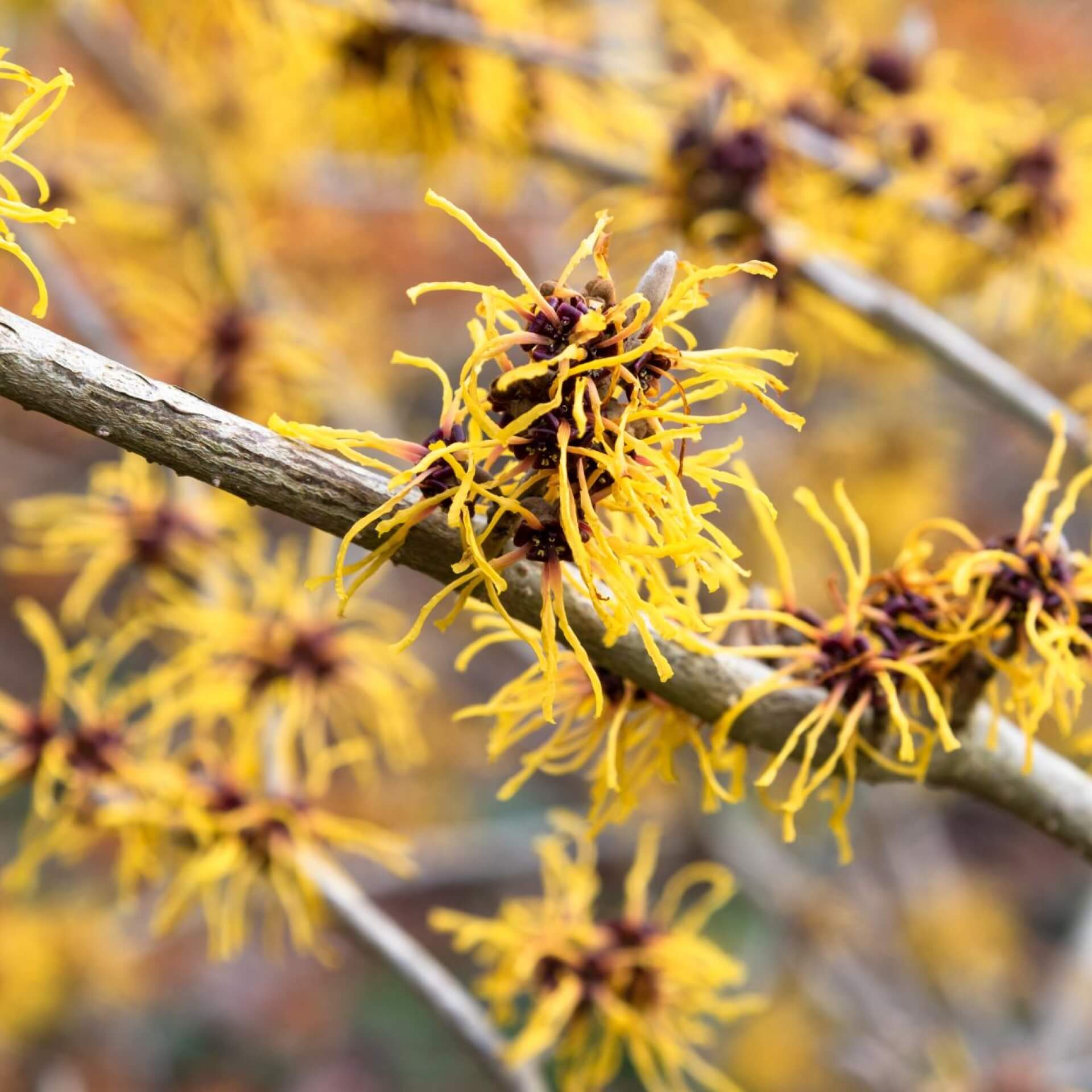 Zaubernuss 'Barmstedts Gold' (Hamamelis x intermedia 'Barmstedts Gold')