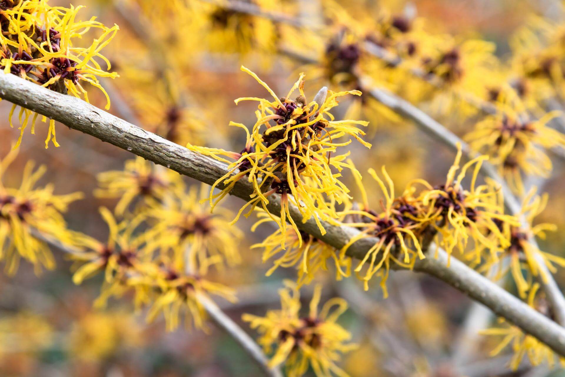 Zaubernuss 'Barmstedts Gold' / Hamamelis x intermedia 'Barmstedts Gold'