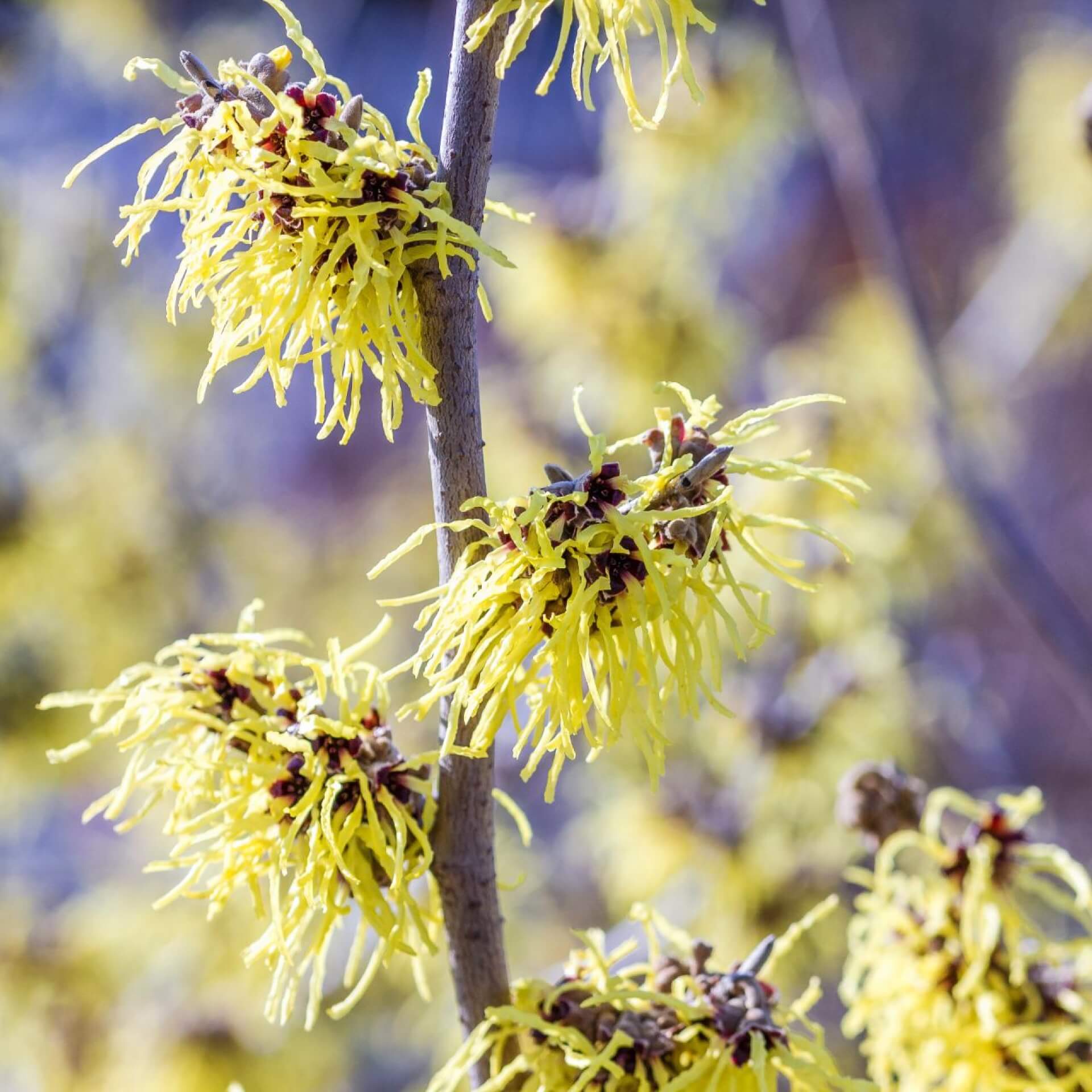 Zaubernuss 'Primavera' (Hamamelis x intermedia 'Primavera')