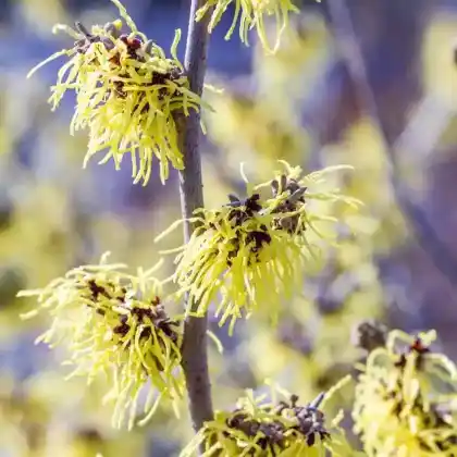 Foto von Zaubernuss 'Primavera' (Hamamelis x intermedia 'Primavera')