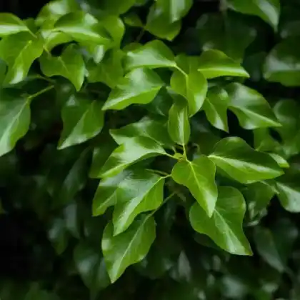 Foto von Kaukasus-Efeu (Hedera colchica)