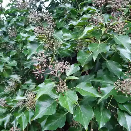 Foto von Großblättriger Irischer Efeu (Hedera hibernica)
