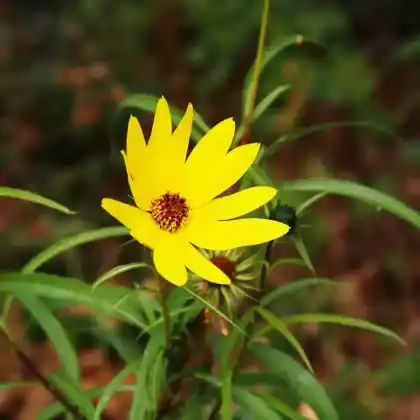Foto von Klafterlange Sonnenblume (Helianthus orgyalis)
