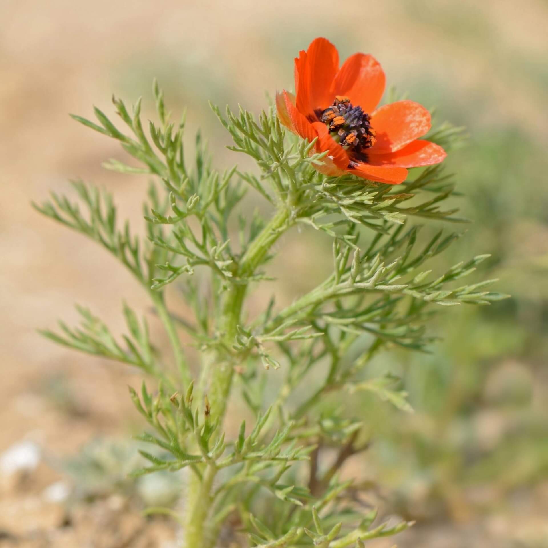 Sommer-Adonisröschen (Adonis aestivalis)