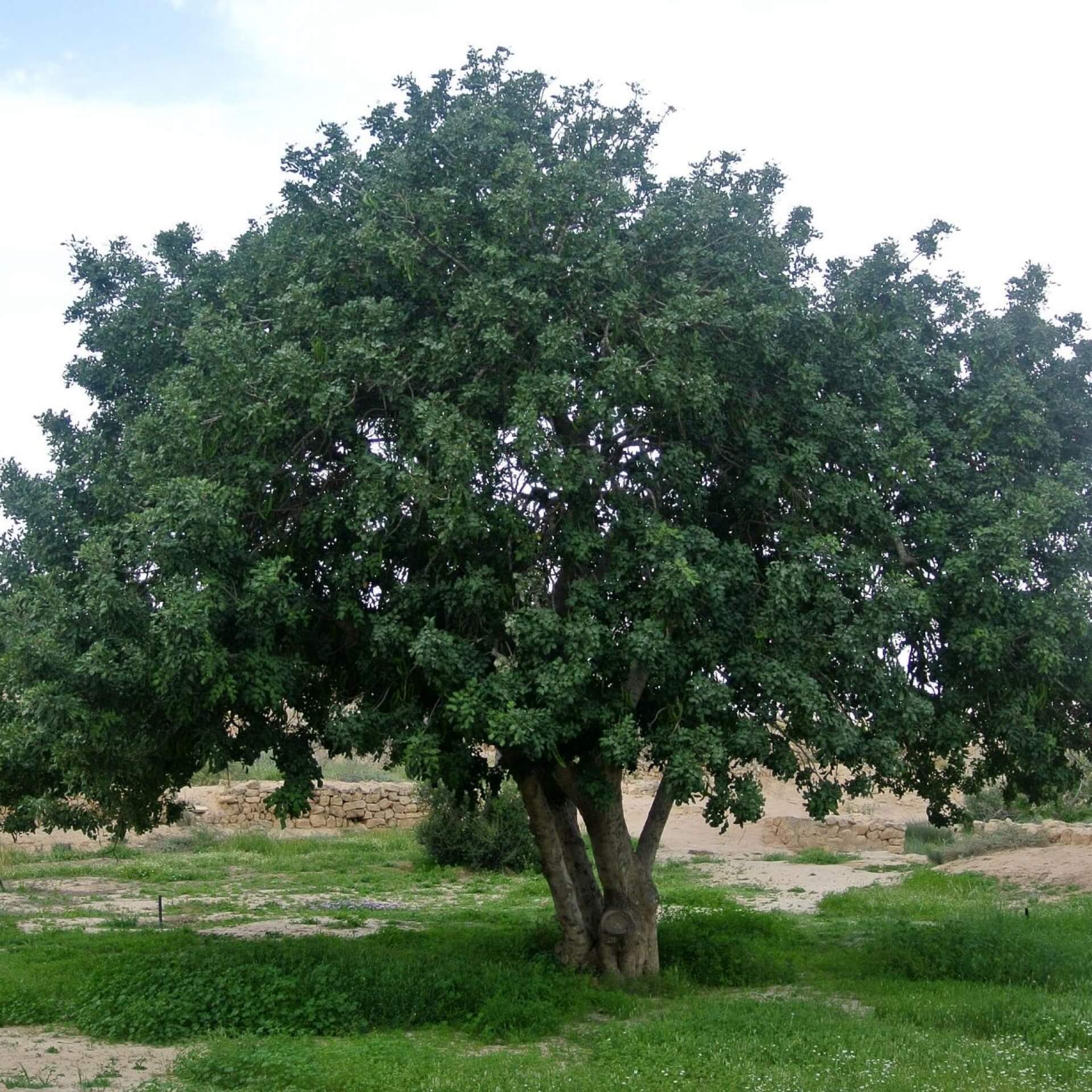 Johannisbrotbaum (Ceratonia siliqua)